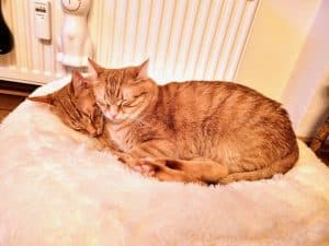 Katzen adoptieren Ginger Sunny