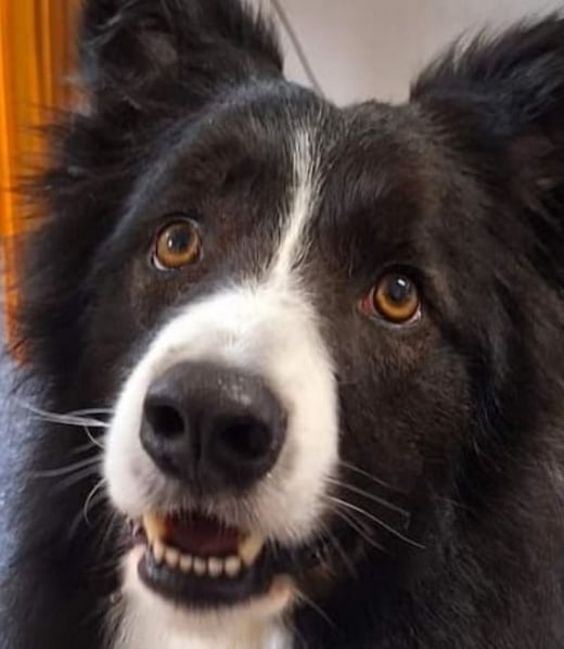 Hund adoptieren Border Bollie Gido