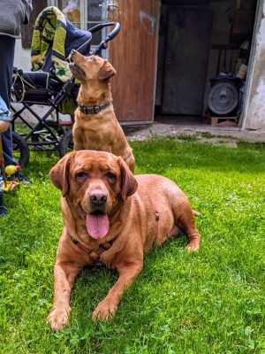 Coco-Hund-Tierschutz-München