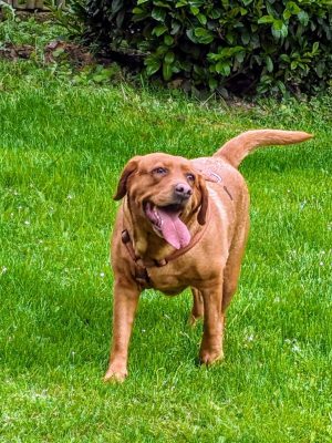 Coco-Hunde aus dem Tierschutz