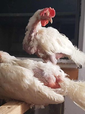 Hühner München adoptieren