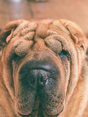 Sharpei-Hund-min