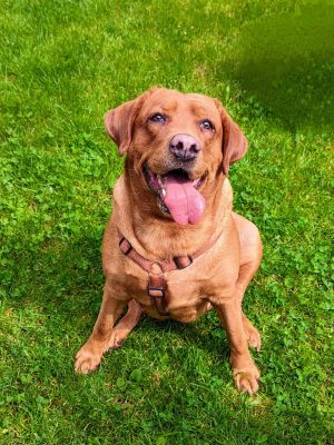 Tierschutz Hund München-Coco