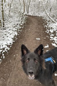 Hund adoptieren Bobby