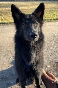 Hund adoptieren Bobby