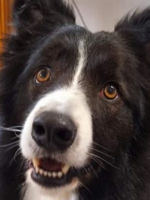 Hund adoptieren Border Bollie Gido