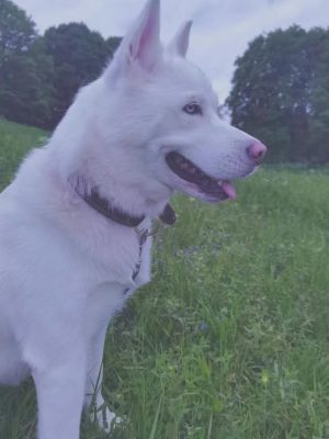 Hund adoptieren Luna