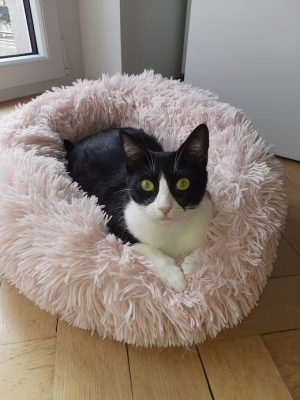 Katze adoptieren München Cleo