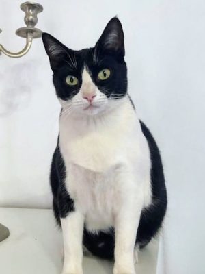Katze adoptieren München Cleo
