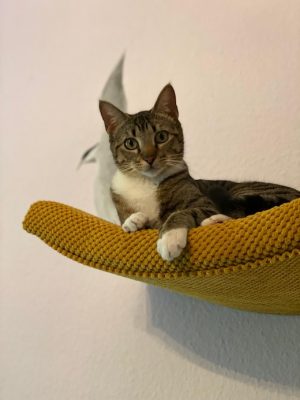 Katze adoptieren Eddy