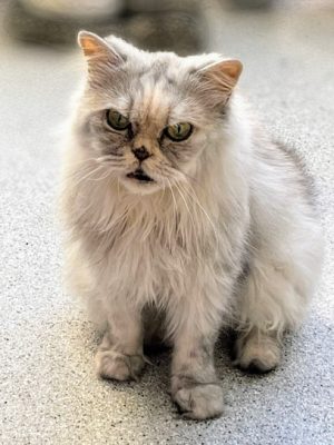 Katze adoptieren Muenchen Grumpy