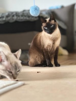 Katze adoptieren Mia