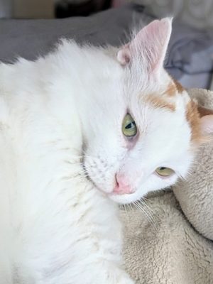 Kater Simba adoptieren