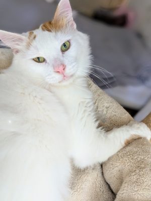 Kater Simba adoptieren