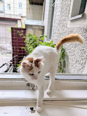 Kater Simba adoptieren