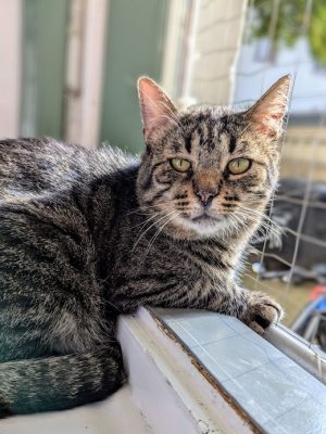 Katze adoptieren München Tiger