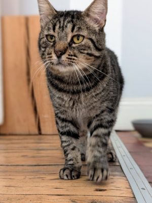 Katze adoptieren München Tiger