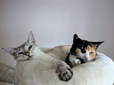 Katzen adoptieren Laya & Lisi
