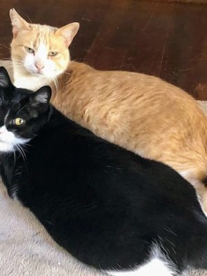 Katzen adoptieren Peterle Tillie