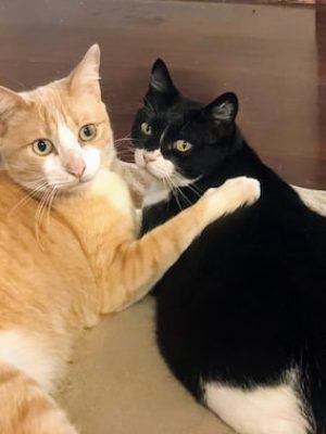 Katzen adoptieren Peterle Tillie