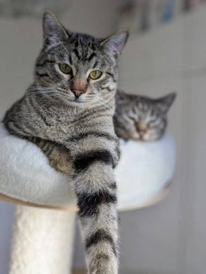 Katzen adoptieren Romi Tiger