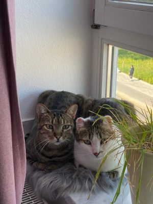 Katzen adoptieren Rudi Lale