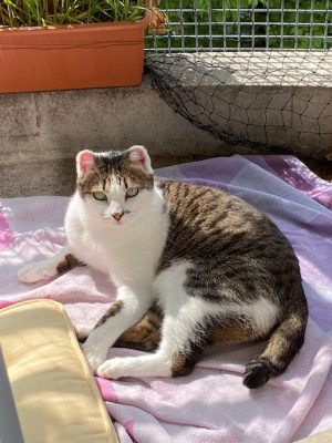 Katzen adoptieren Rudi Lale