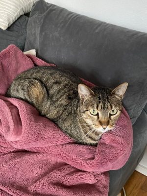 Katzen adoptieren Rudi Lale