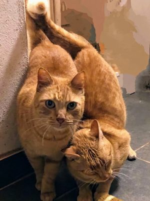 Katzen adoptieren Rusty & Berry