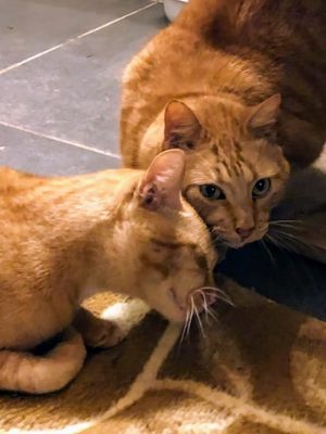 Katzen adoptieren Rusty & Berry
